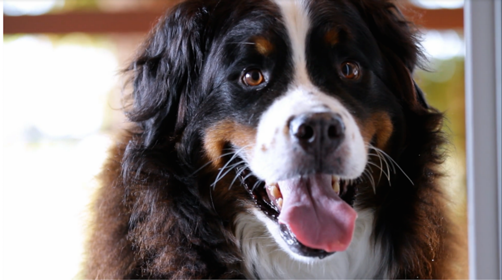 How Properly Saved a Superhost from a Stinky Dog Dilemma